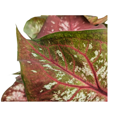 Caladium Bicolour - Heart of Jesus Leaf Culture