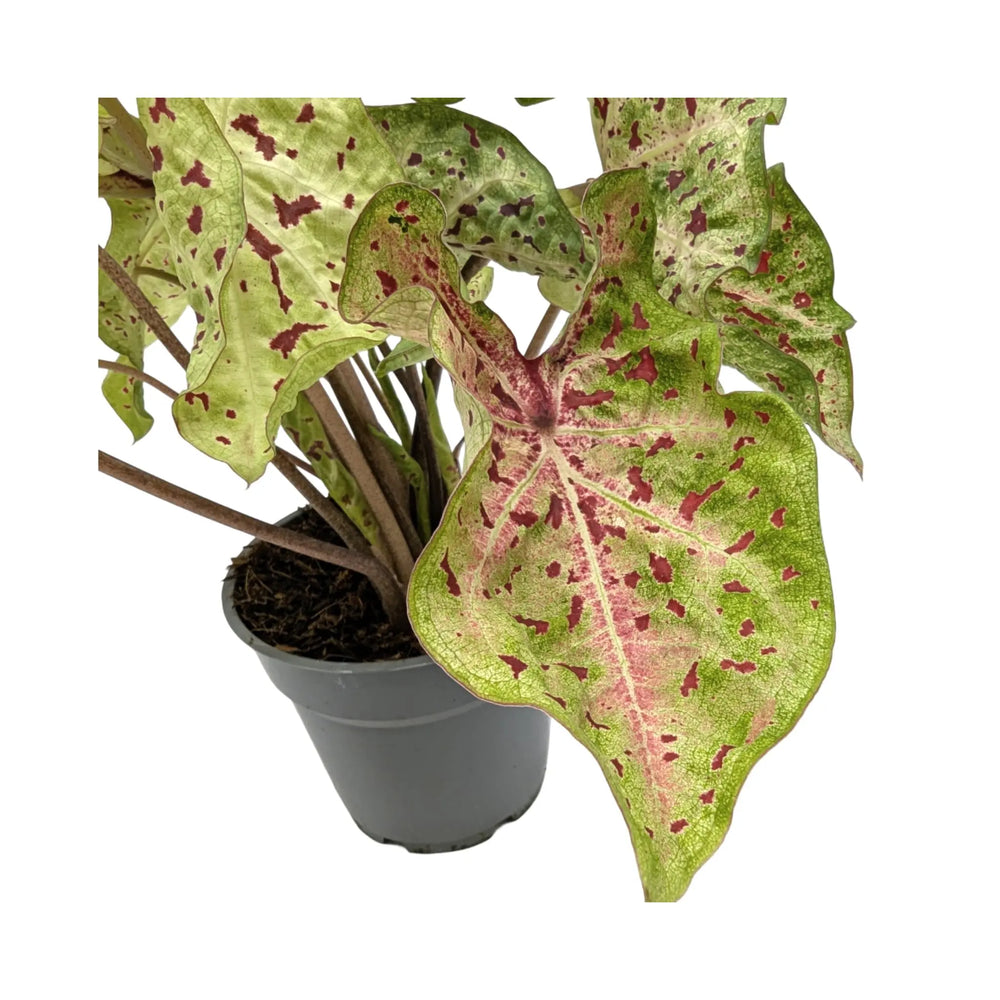 Caladium Bicolour | Heart of Jesus_3_thumb