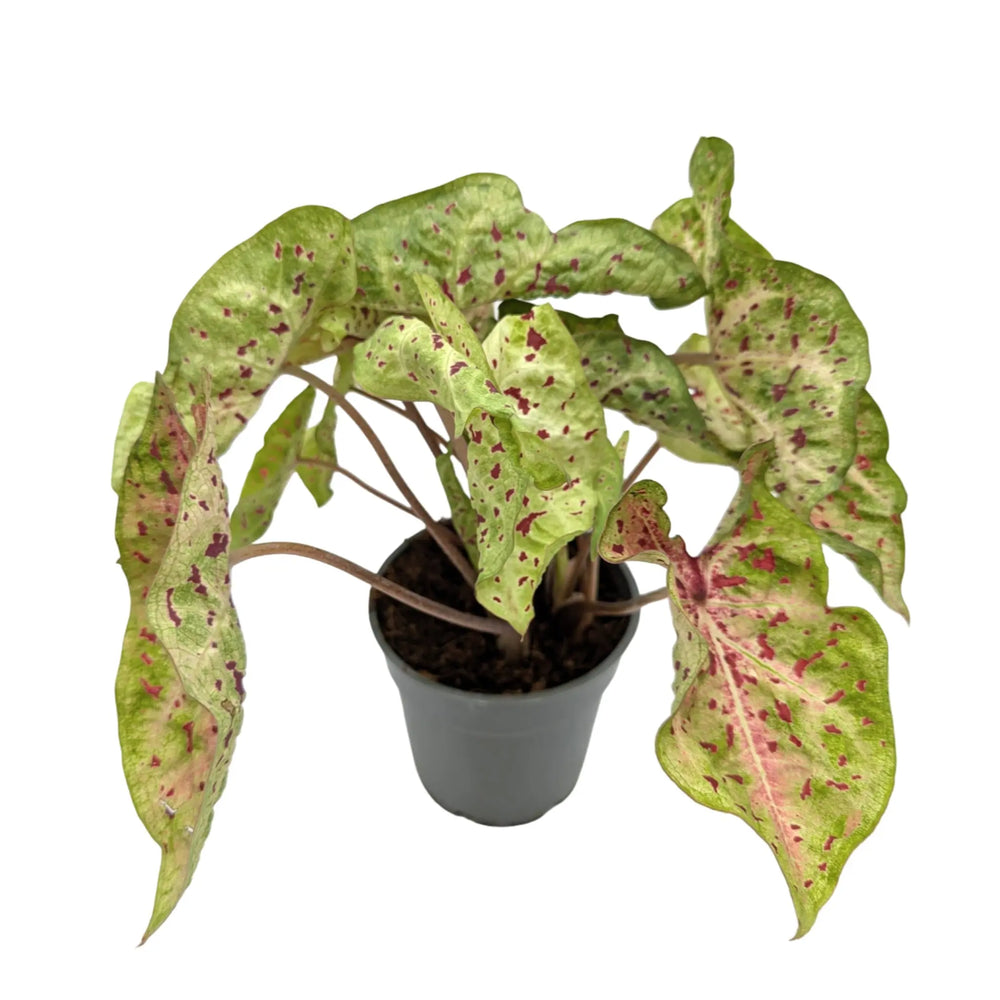 Caladium Bicolour | Heart of Jesus_5_thumb