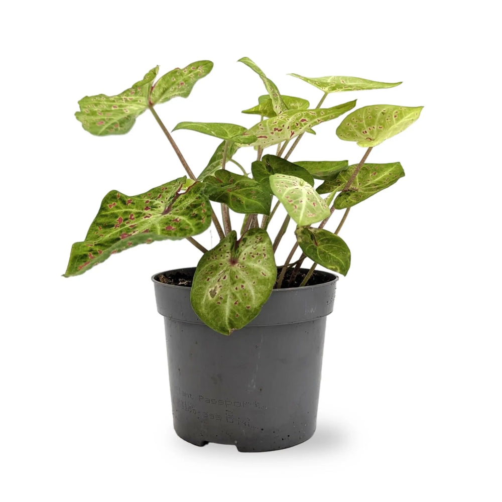 Caladium Miss Muffet | Angel Wings_1_main