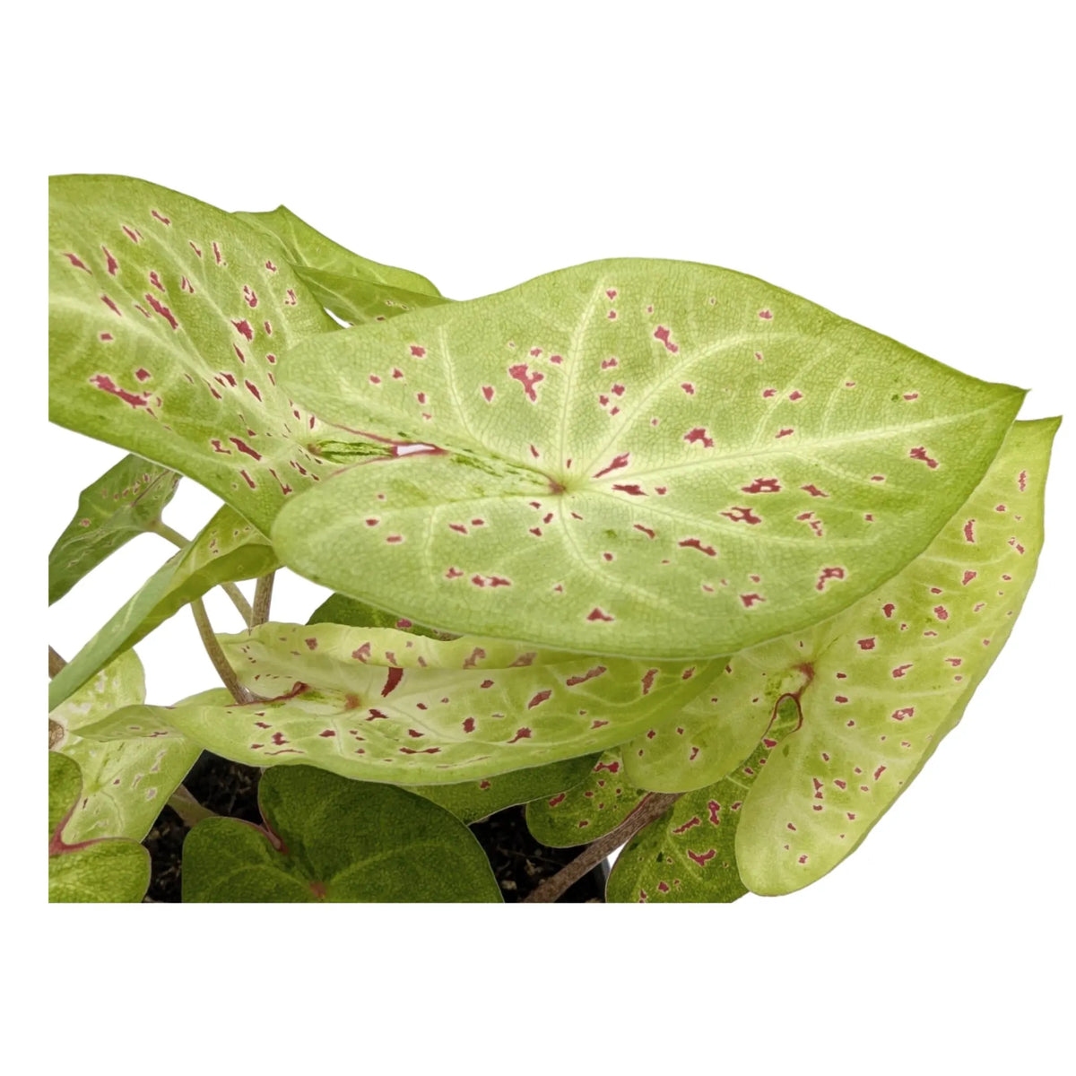 Caladium Miss Muffet | Angel Wings Leaf Culture