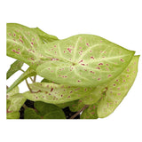 Caladium Miss Muffet | Angel Wings Leaf Culture