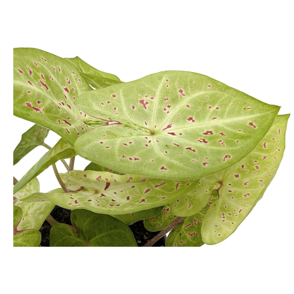 Caladium Miss Muffet | Angel Wings_2_main