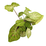 Caladium Miss Muffet | Angel Wings Leaf Culture