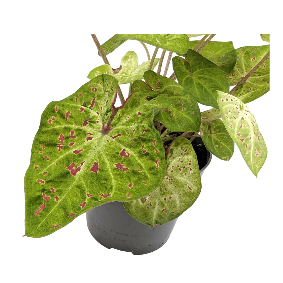 Caladium Miss Muffet | Angel Wings Leaf Culture