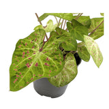 Caladium Miss Muffet | Angel Wings Leaf Culture