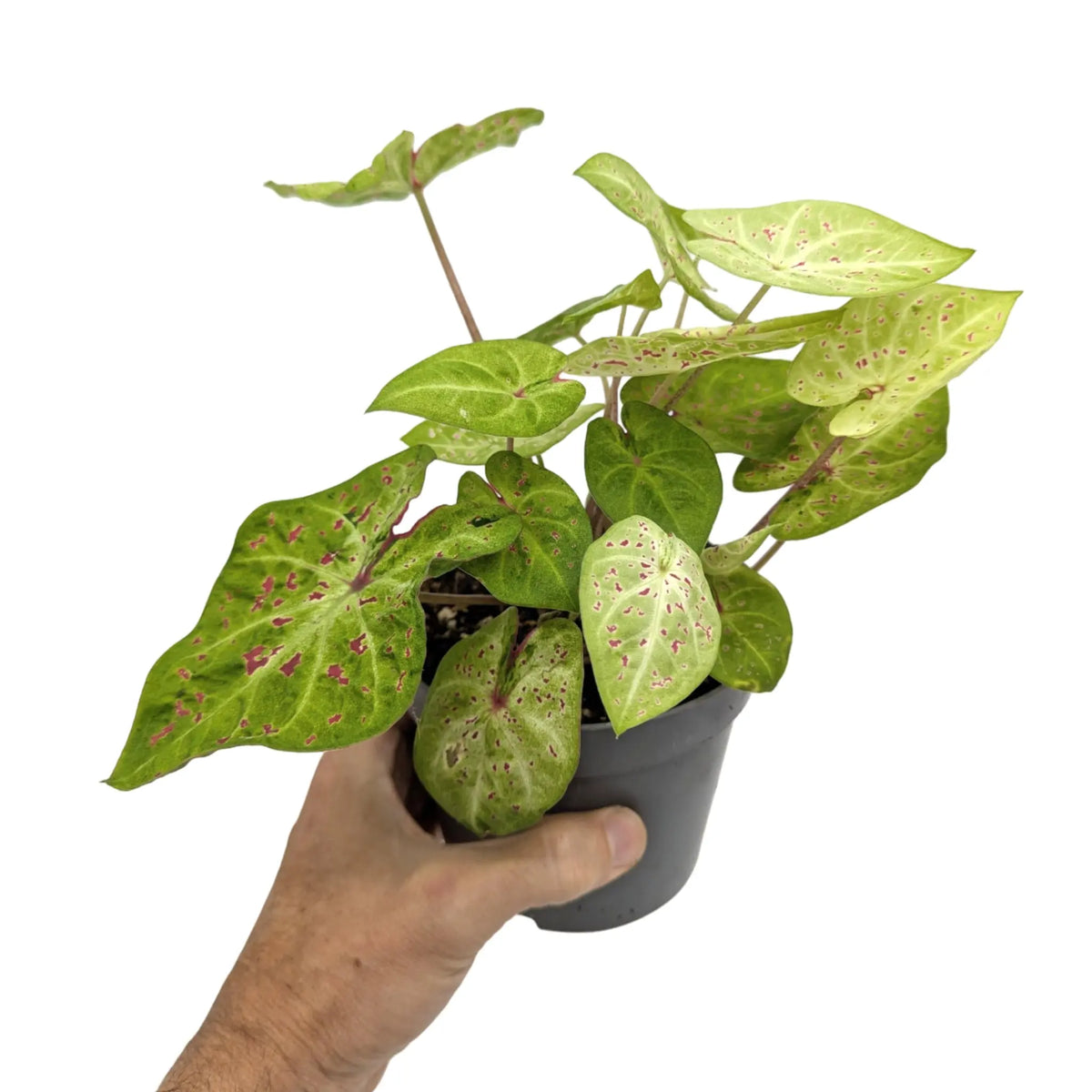 Caladium Miss Muffet | Angel Wings Leaf Culture