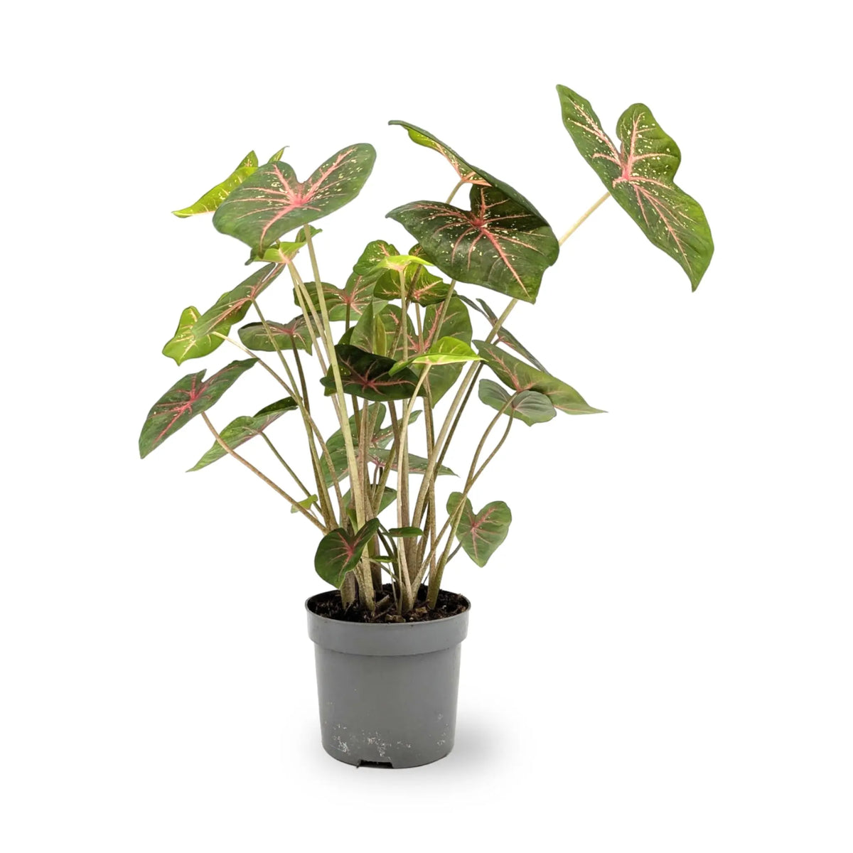 Caladium Pink Beauty Leaf Culture