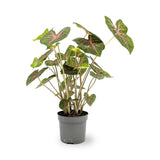 Caladium Pink Beauty Leaf Culture