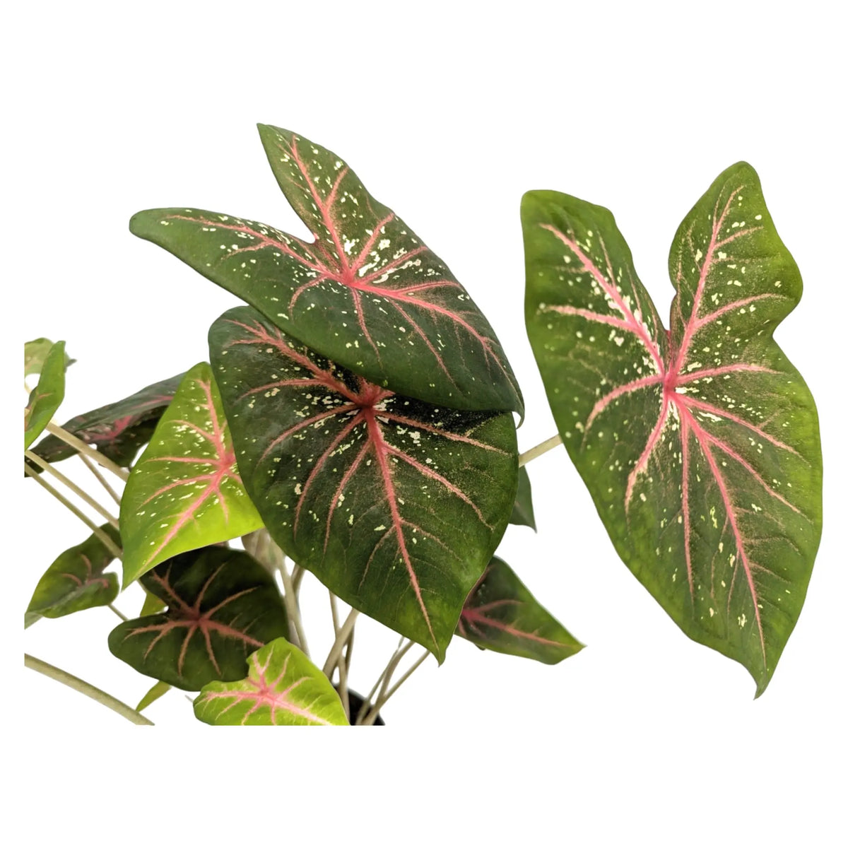 Caladium Pink Beauty Leaf Culture