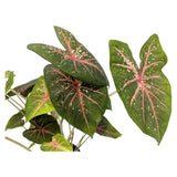 Caladium Pink Beauty Leaf Culture