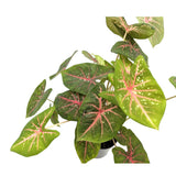 Caladium Pink Beauty Leaf Culture
