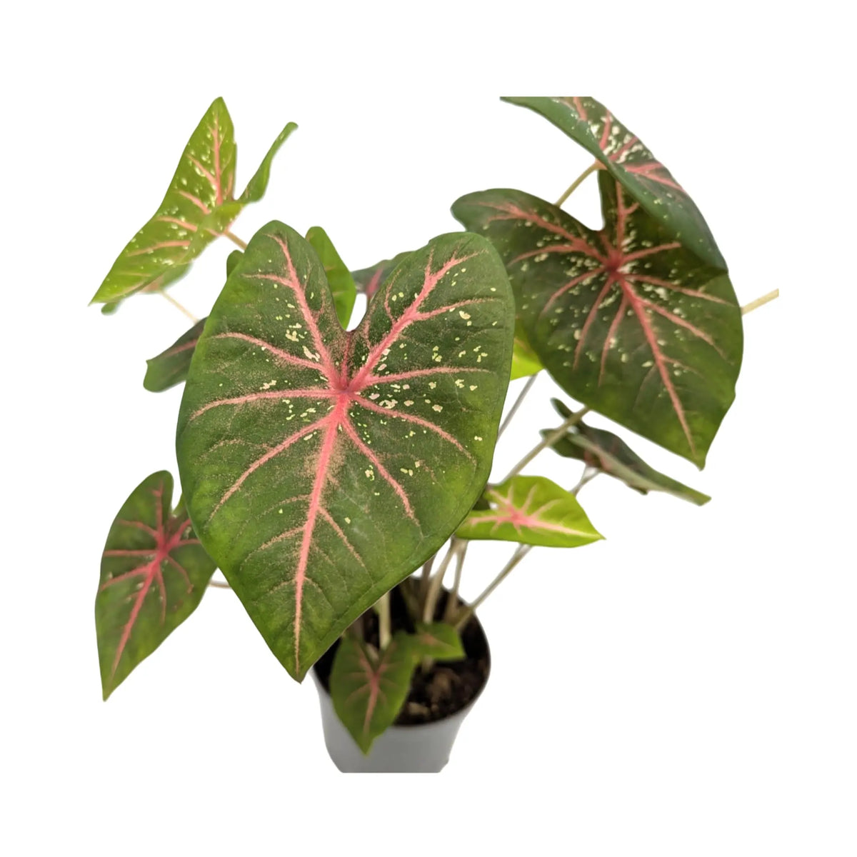 Caladium Pink Beauty Leaf Culture
