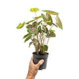 Caladium Pink Beauty Leaf Culture