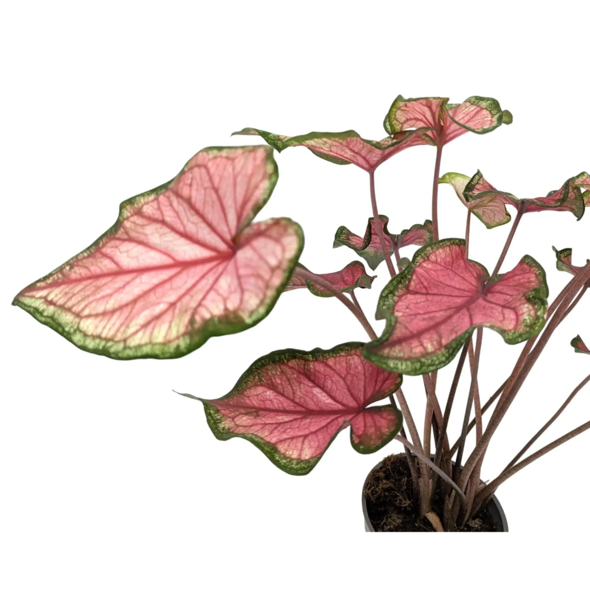 Caladium Pink Leaf Culture