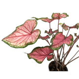 Caladium Pink Leaf Culture