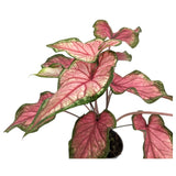 Caladium Pink Leaf Culture
