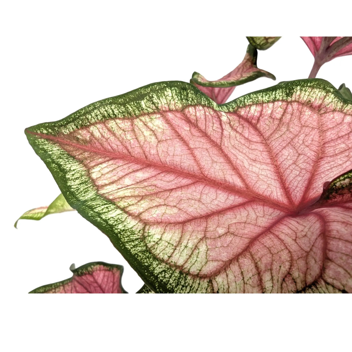 Caladium Pink Leaf Culture