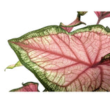 Caladium Pink Leaf Culture