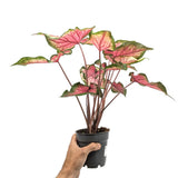 Caladium Pink Leaf Culture