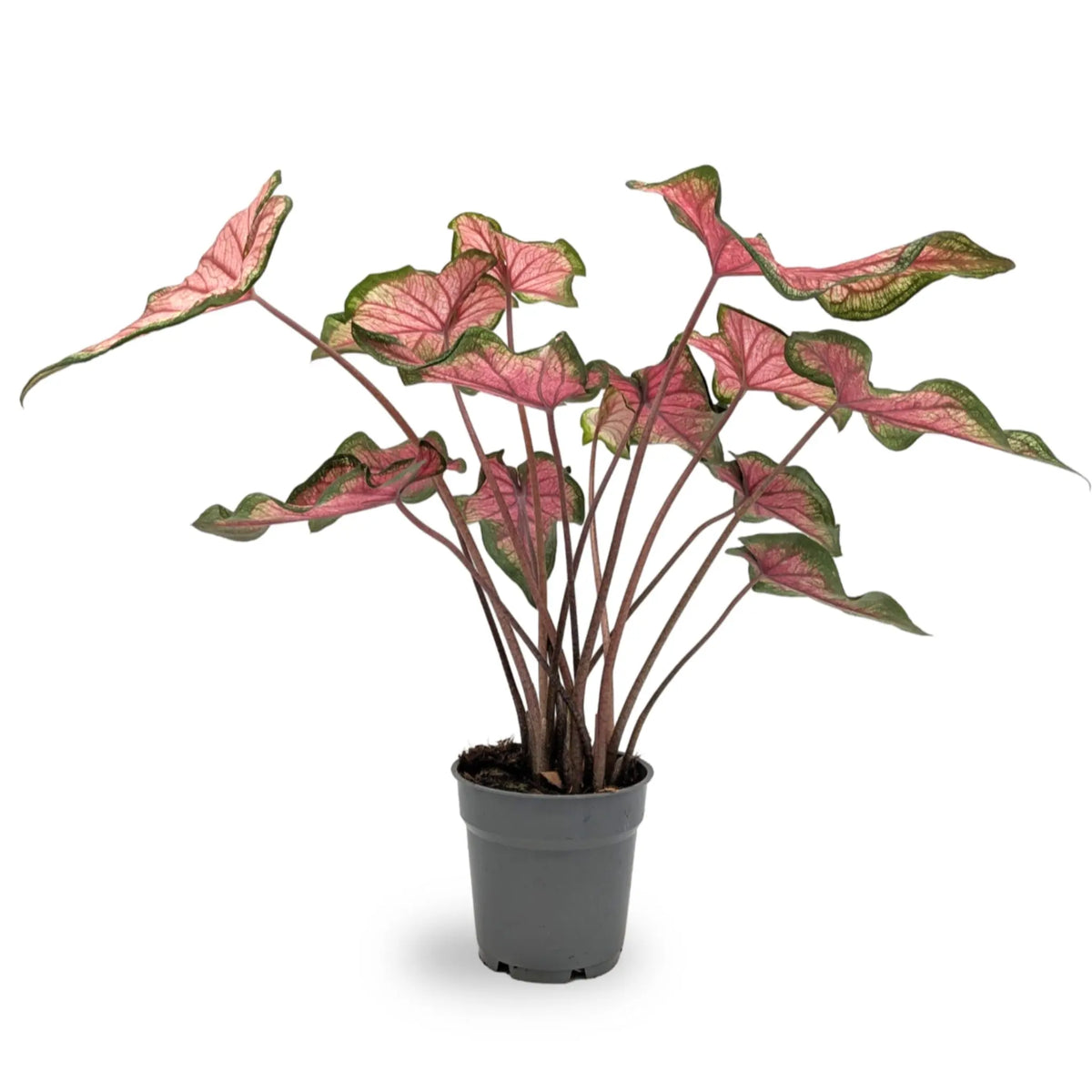 Caladium Pink Leaf Culture