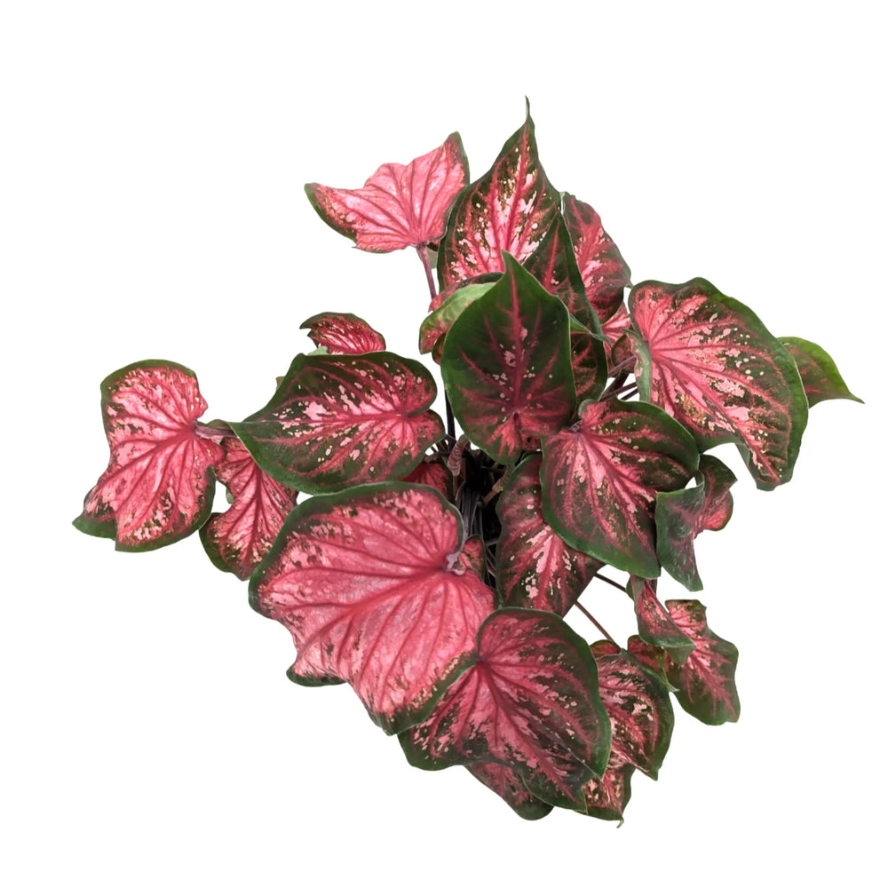 Caladium Red Glamour_3_main