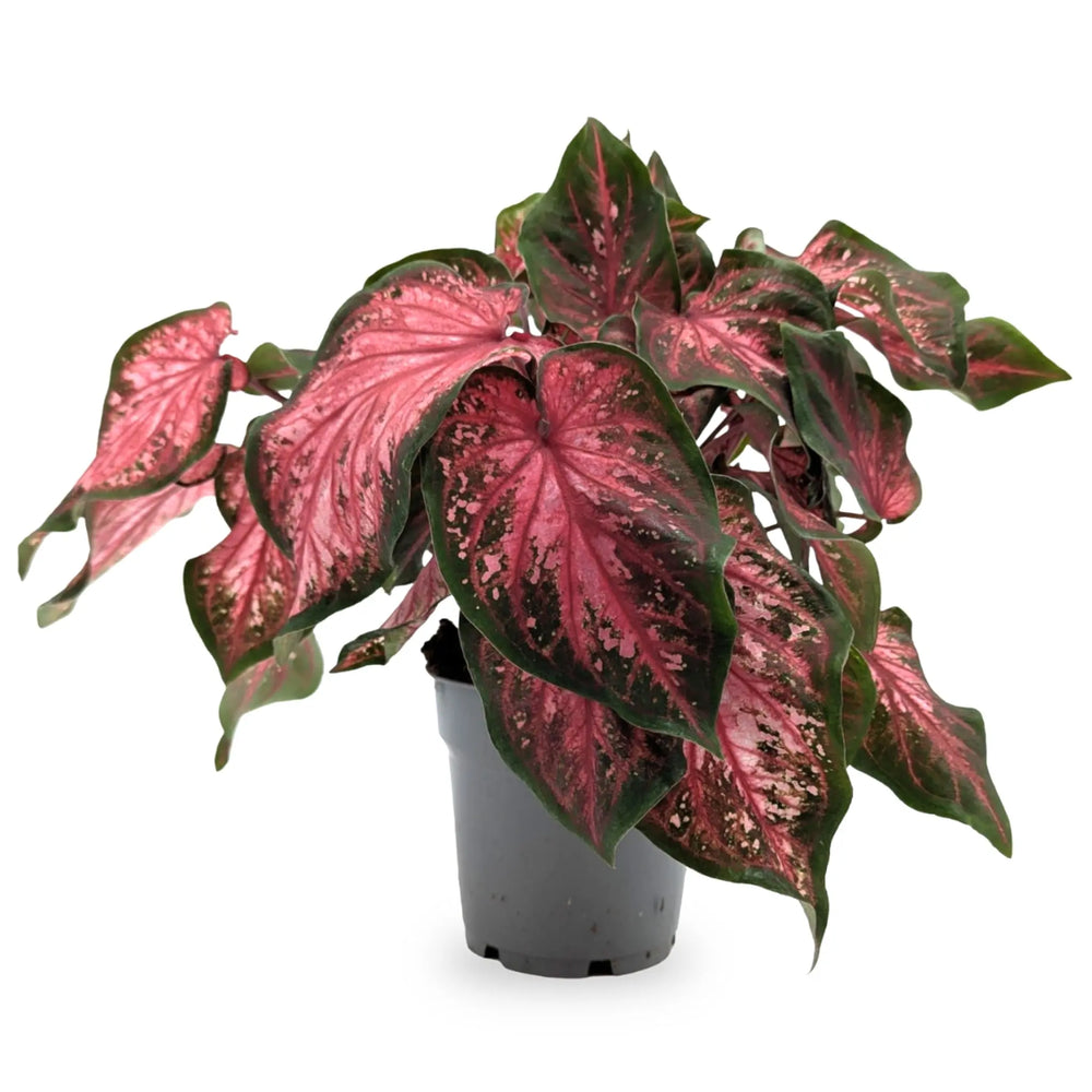 Caladium Red Glamour_1_main