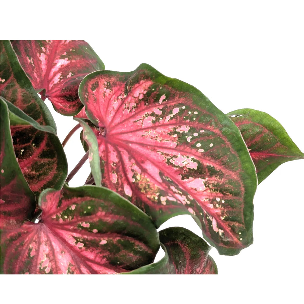 Caladium Red Glamour_2_main