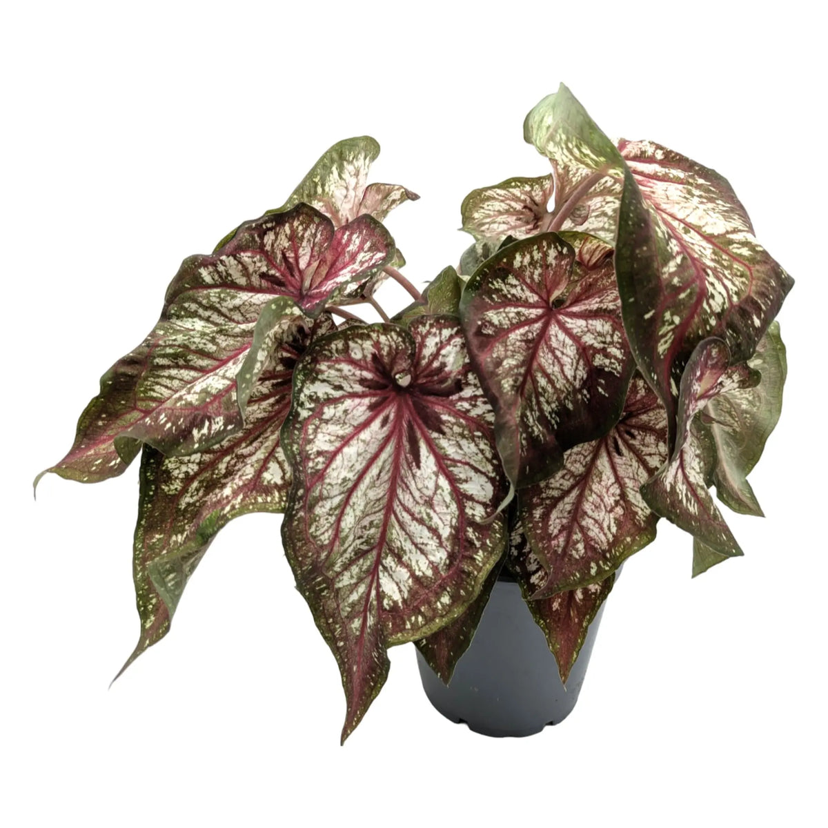 Caladium Xplosion Leaf Culture