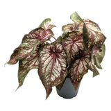 Caladium Xplosion Leaf Culture
