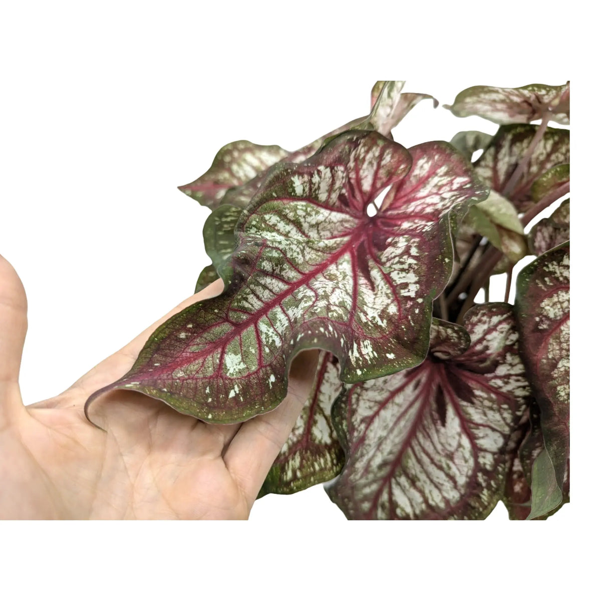 Caladium Xplosion Leaf Culture