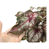 Caladium Xplosion Leaf Culture
