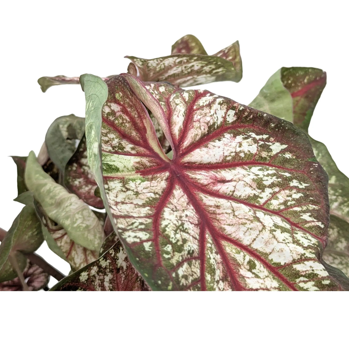 Caladium Xplosion Leaf Culture