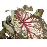 Caladium Xplosion Leaf Culture