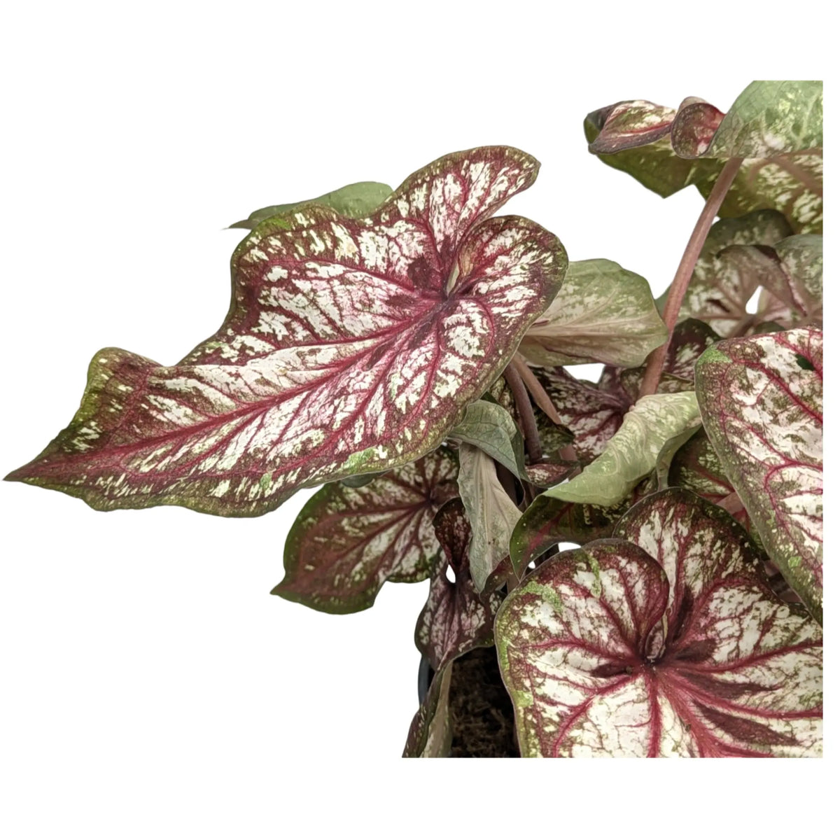 Caladium Xplosion Leaf Culture