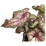 Caladium Xplosion Leaf Culture
