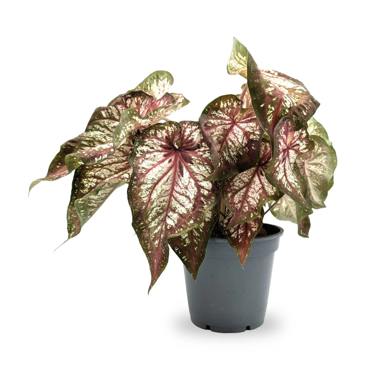Caladium Xplosion Leaf Culture