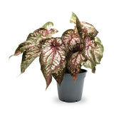 Caladium Xplosion Leaf Culture