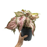 Caladium Xplosion Leaf Culture