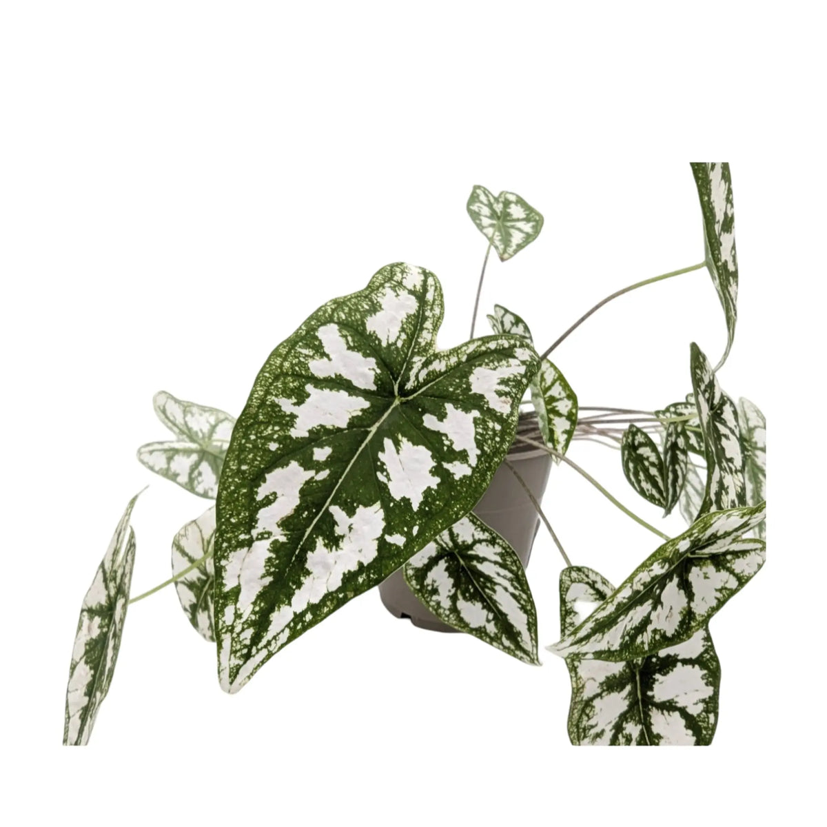 Caladium humboldtii Leaf Culture