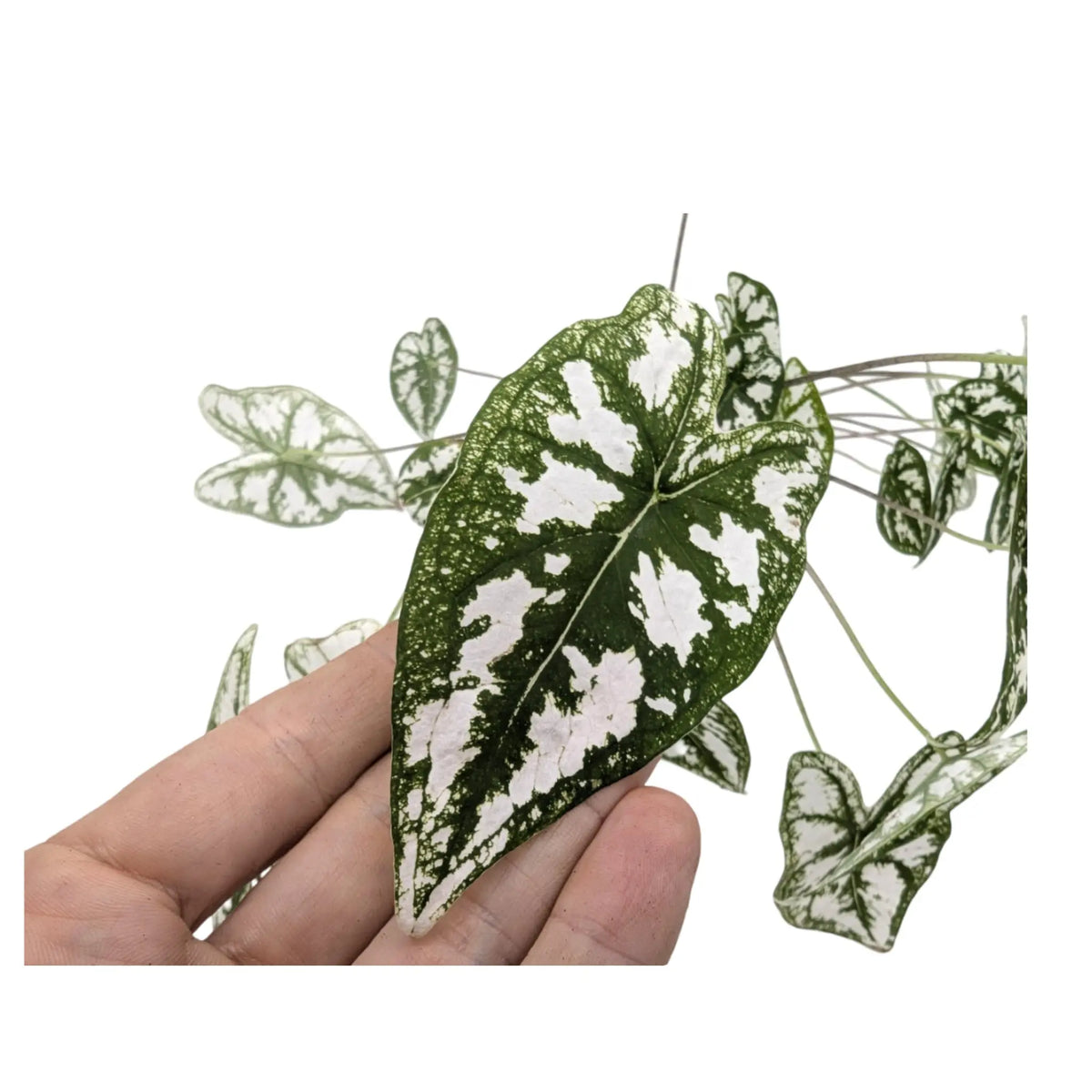Caladium humboldtii Leaf Culture