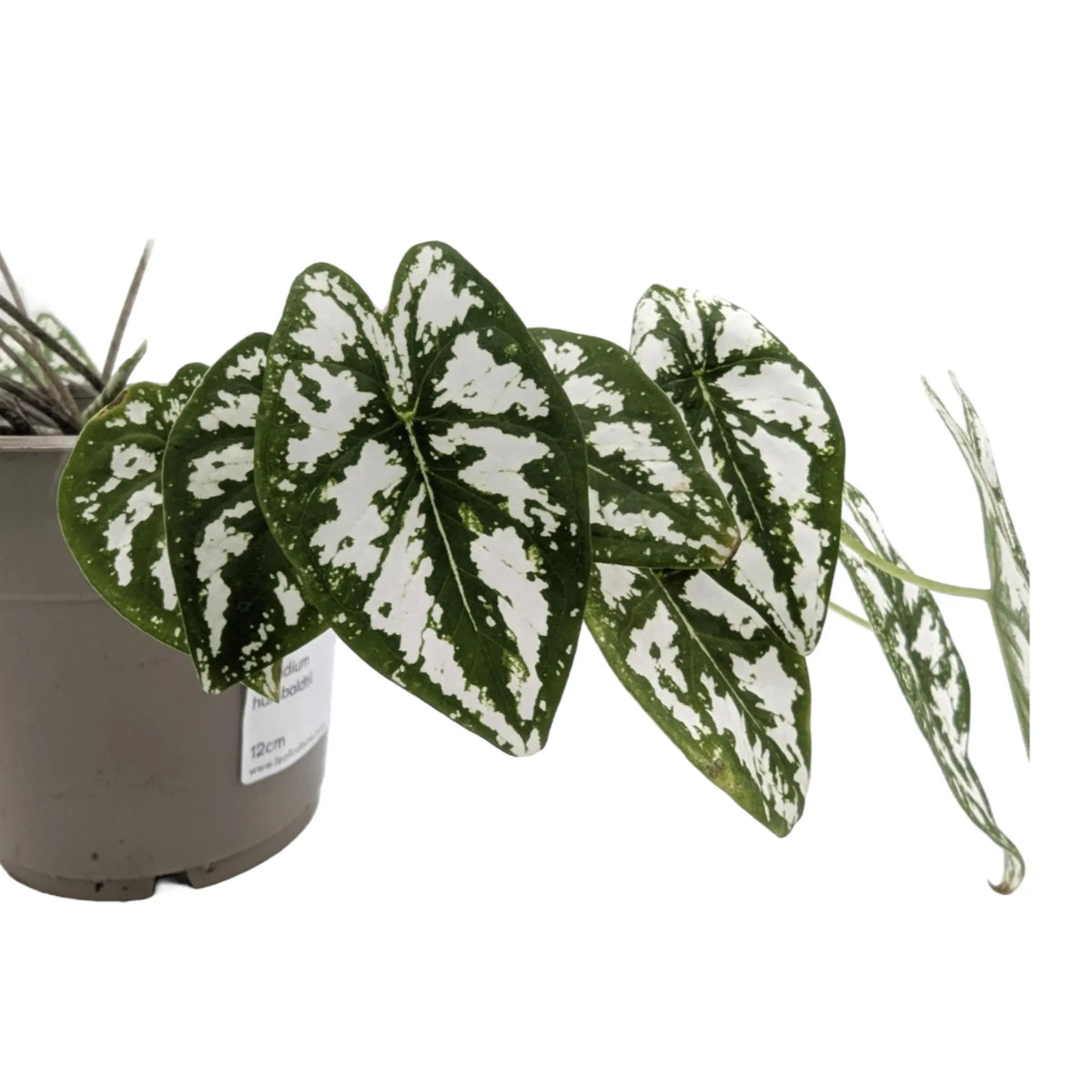 Caladium humboldtii Leaf Culture