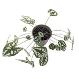 Caladium humboldtii Leaf Culture