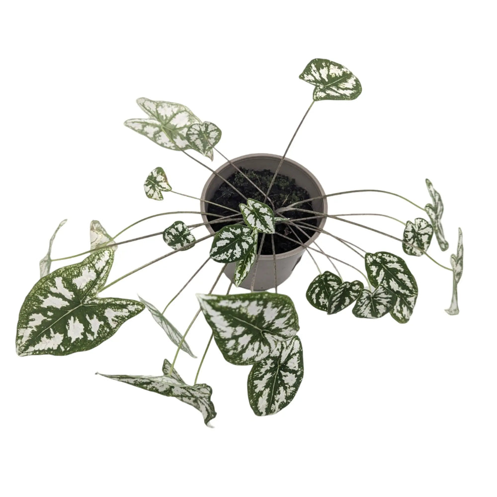 Caladium humboldtii_5_thumb
