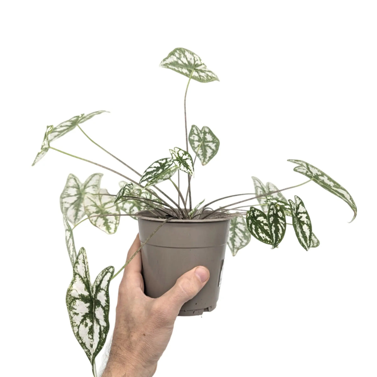 Caladium humboldtii Leaf Culture