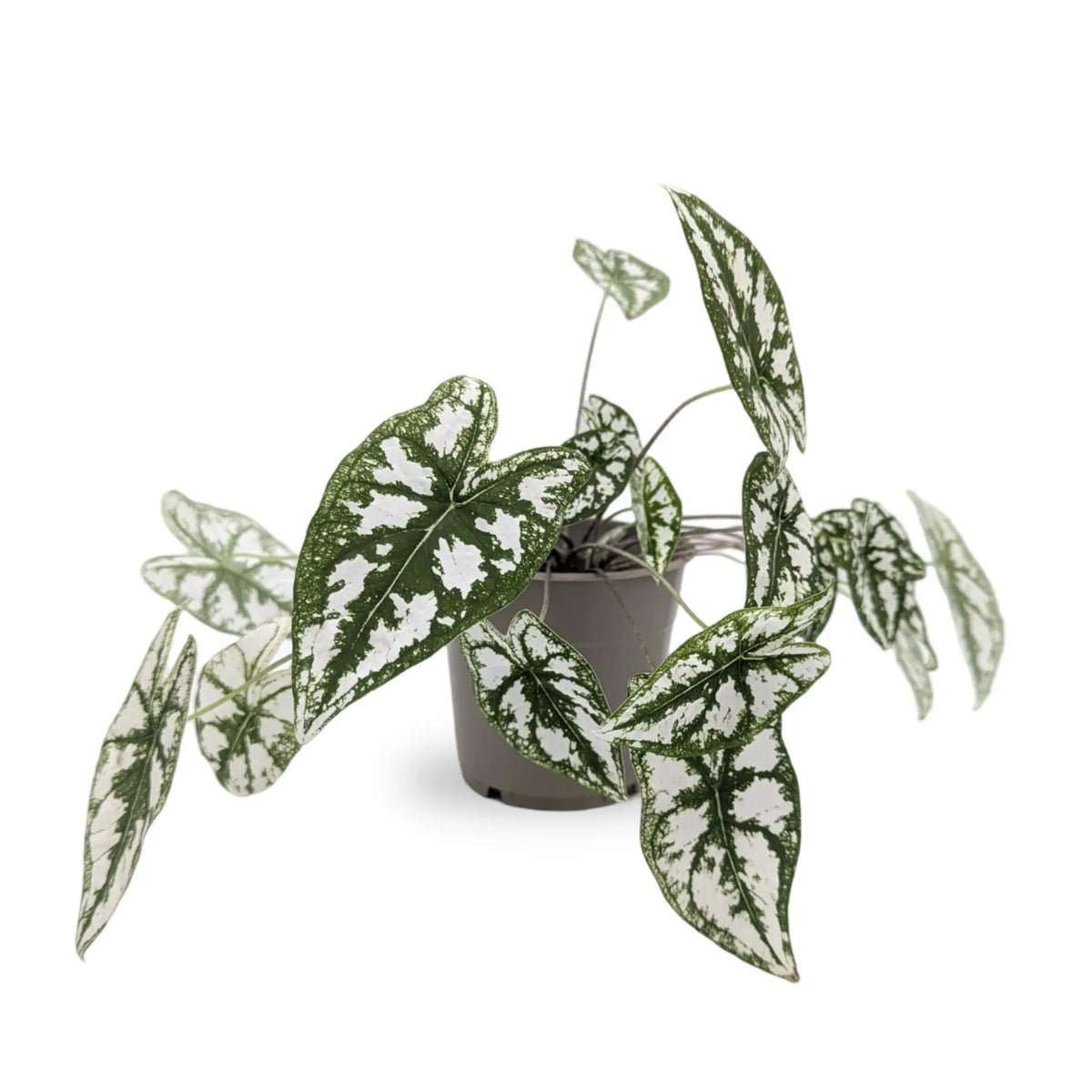 Caladium humboldtii Leaf Culture