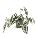 Caladium humboldtii Leaf Culture