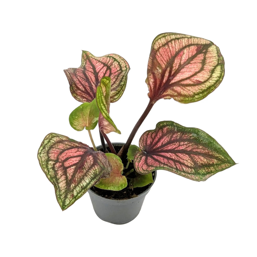 Caladium lucia| Angel Wings_3_main