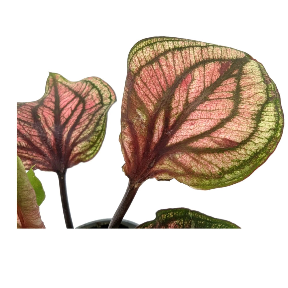 Caladium lucia| Angel Wings_2_main
