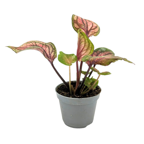 Caladium lucia| Angel Wings Leaf Culture
